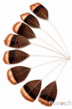 Tacchino bronzo punta bronzo - 29-35 cm - naturale